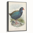 Vintage Animal Art: Takahe Illustration Art Print