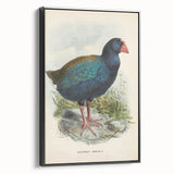 Vintage Animal Art: Takahe Illustration Art Print