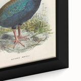 Vintage Animal Art: Takahe Illustration Art Print