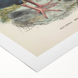 Vintage Animal Art: Takahe Illustration Art Print