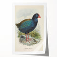 Vintage Animal Art: Takahe Illustration Art Print