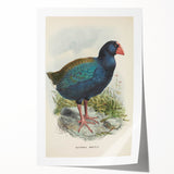 Vintage Animal Art: Takahe Illustration Art Print