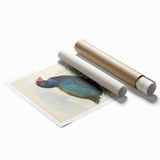 Vintage Animal Art: Takahe Illustration Art Print