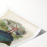 Vintage Animal Art: Takahe Illustration Art Print