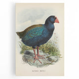 Vintage Animal Art: Takahe Illustration Art Print