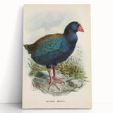 Vintage Animal Art: Takahe Illustration Art Print