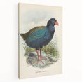 Vintage Animal Art: Takahe Illustration Art Print