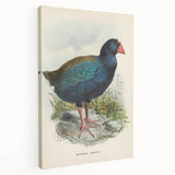 Vintage Animal Art: Takahe Illustration Art Print