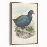 Vintage Animal Art: Takahe Illustration Art Print