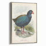 Vintage Animal Art: Takahe Illustration Art Print