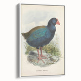 Vintage Animal Art: Takahe Illustration Art Print