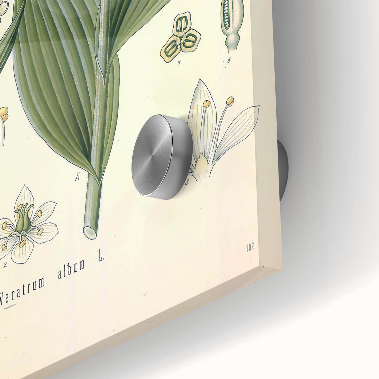 Vintage Botanical Art Print - Veratrum Album White Hellebore Illustration