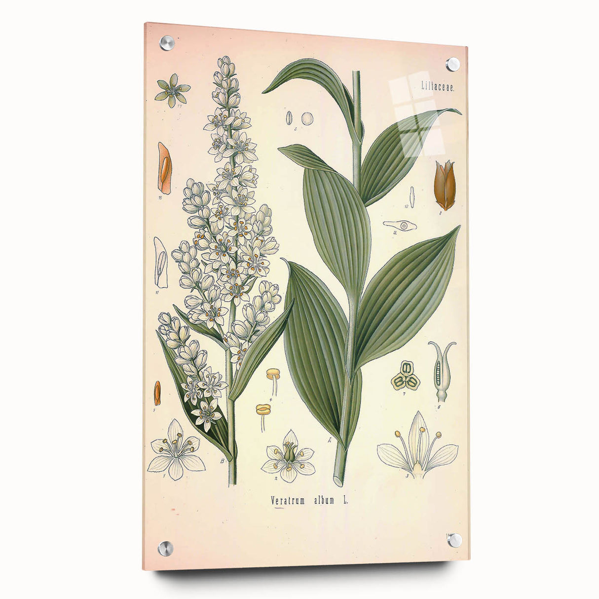 Vintage Botanical Art Print - Veratrum Album White Hellebore Illustration