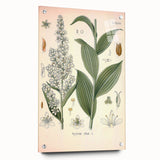 Vintage Botanical Art Print - Veratrum Album White Hellebore Illustration