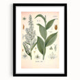Vintage Botanical Art Print - Veratrum Album White Hellebore Illustration