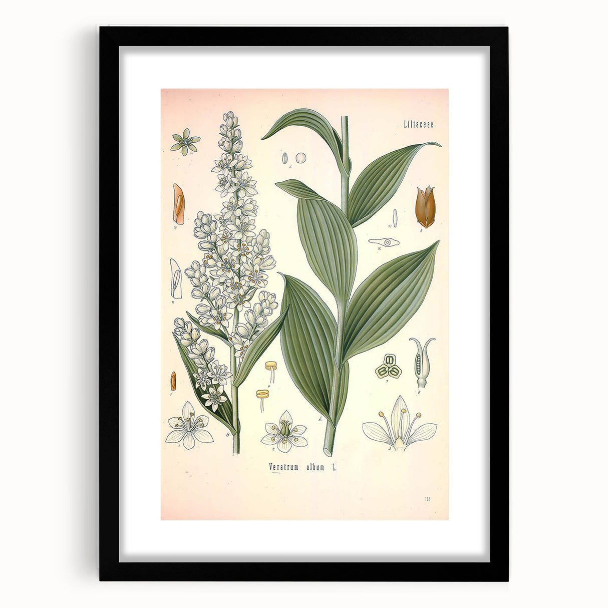 Vintage Botanical Art Print - Veratrum Album White Hellebore Illustration
