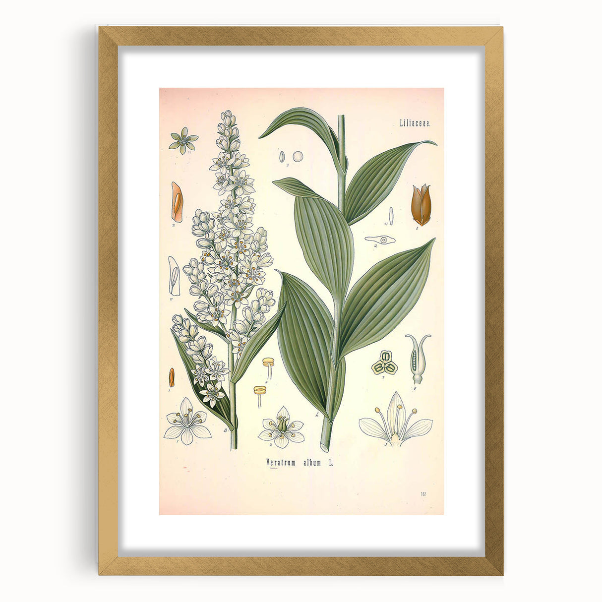 Vintage Botanical Art Print - Veratrum Album White Hellebore Illustration