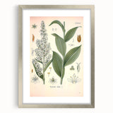 Vintage Botanical Art Print - Veratrum Album White Hellebore Illustration