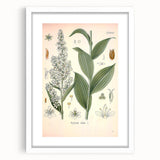 Vintage Botanical Art Print - Veratrum Album White Hellebore Illustration