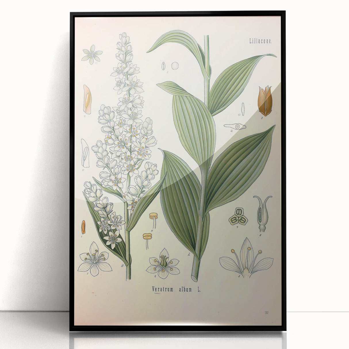 Vintage Botanical Art Print - Veratrum Album White Hellebore Illustration