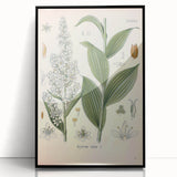 Vintage Botanical Art Print - Veratrum Album White Hellebore Illustration