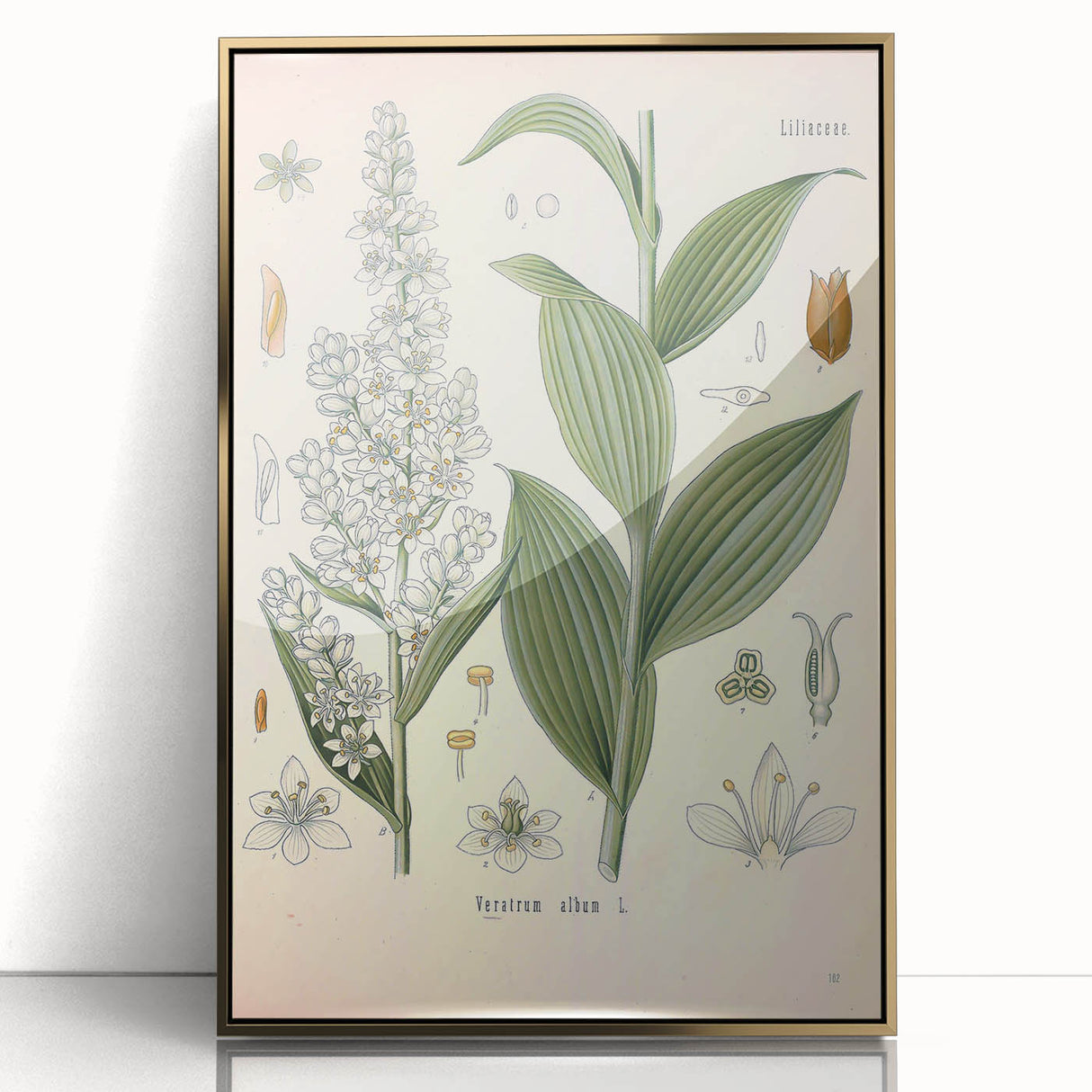 Vintage Botanical Art Print - Veratrum Album White Hellebore Illustration