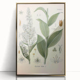 Vintage Botanical Art Print - Veratrum Album White Hellebore Illustration