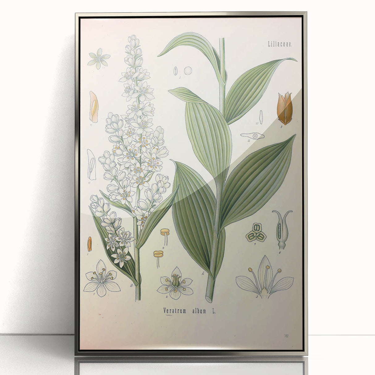 Vintage Botanical Art Print - Veratrum Album White Hellebore Illustration