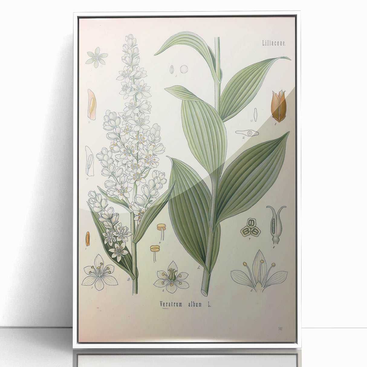 Vintage Botanical Art Print - Veratrum Album White Hellebore Illustration