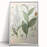Vintage Botanical Art Print - Veratrum Album White Hellebore Illustration