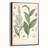 Vintage Botanical Art Print - Veratrum Album White Hellebore Illustration
