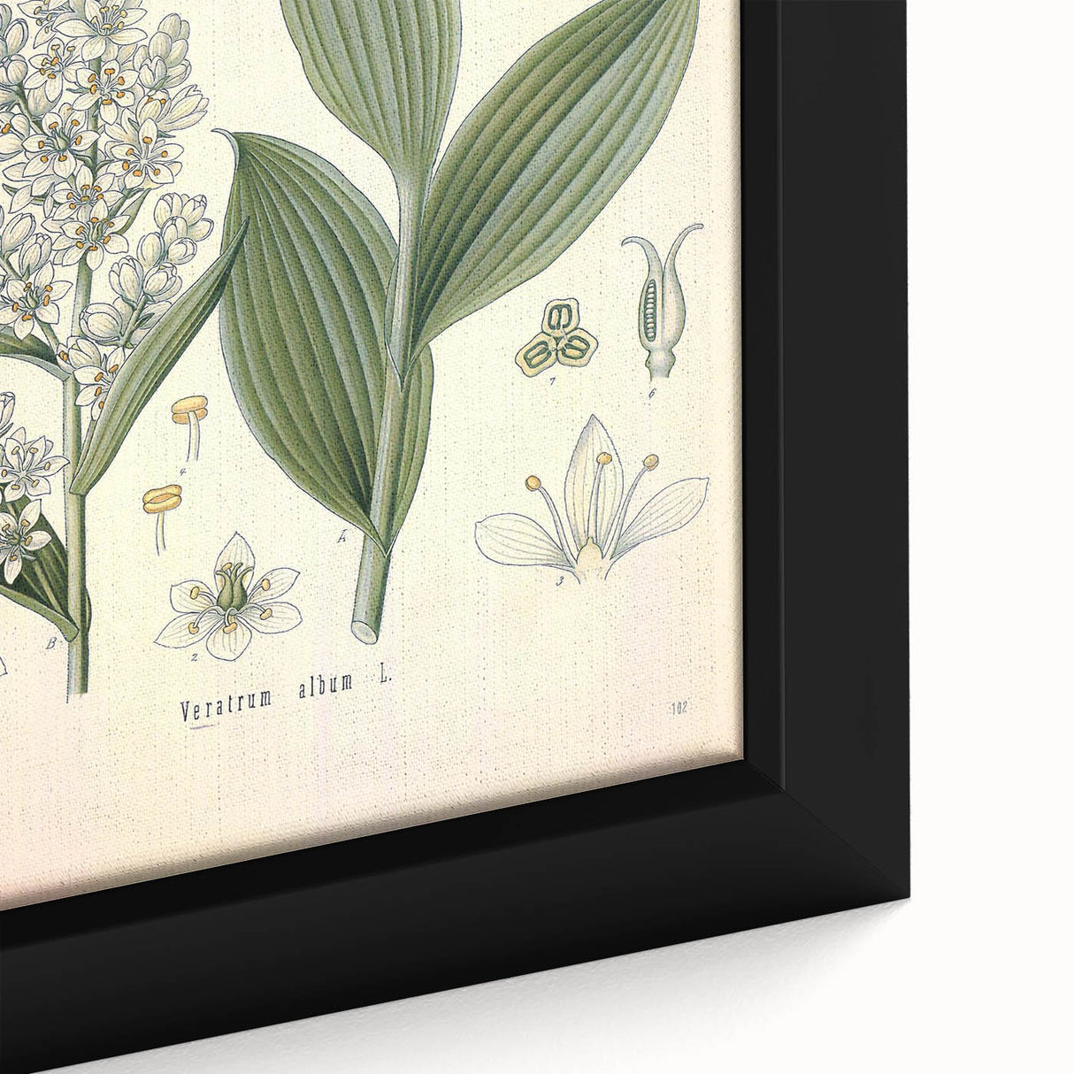 Vintage Botanical Art Print - Veratrum Album White Hellebore Illustration