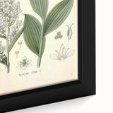 Vintage Botanical Art Print - Veratrum Album White Hellebore Illustration