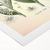Vintage Botanical Art Print - Veratrum Album White Hellebore Illustration