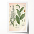 Vintage Botanical Art Print - Veratrum Album White Hellebore Illustration