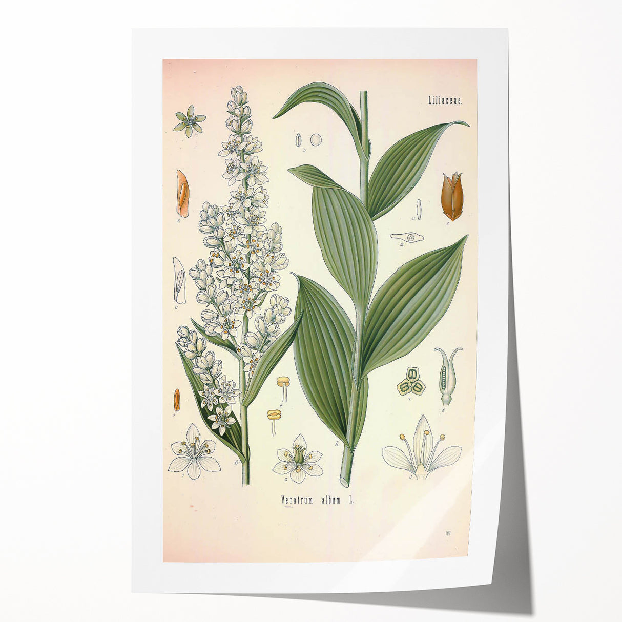 Vintage Botanical Art Print - Veratrum Album White Hellebore Illustration
