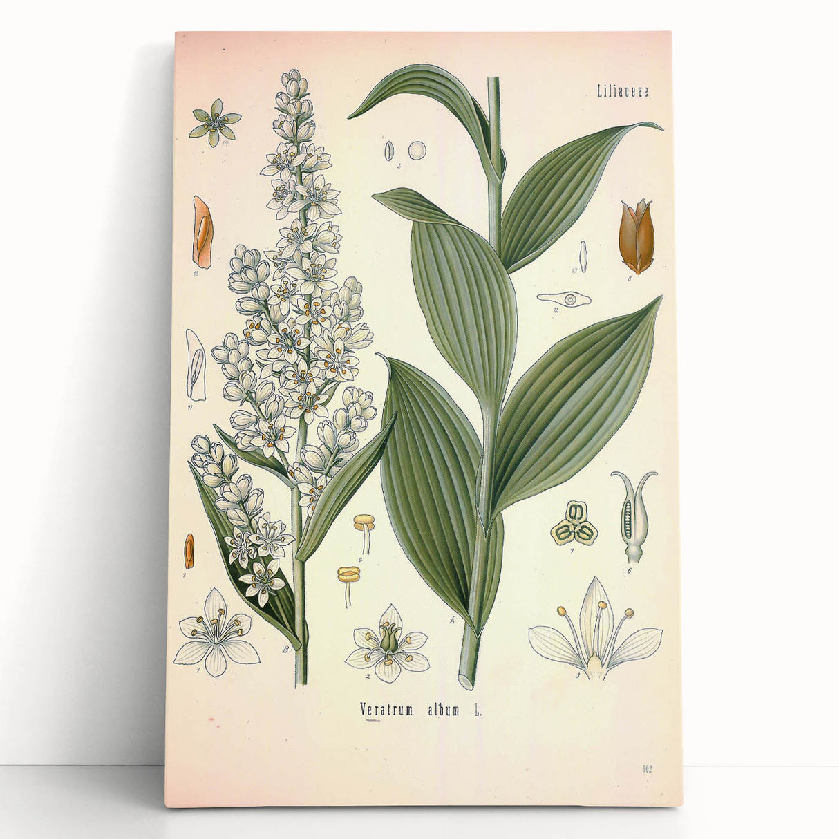 Vintage Botanical Art Print - Veratrum Album White Hellebore Illustration