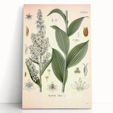 Vintage Botanical Art Print - Veratrum Album White Hellebore Illustration