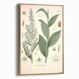 Vintage Botanical Art Print - Veratrum Album White Hellebore Illustration