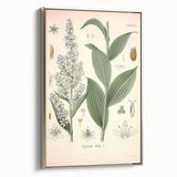 Vintage Botanical Art Print - Veratrum Album White Hellebore Illustration