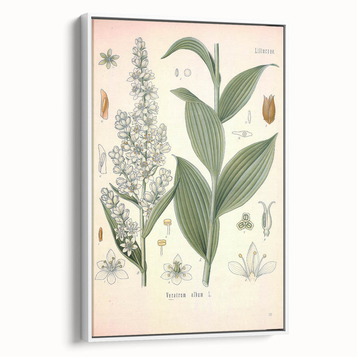 Vintage Botanical Art Print - Veratrum Album White Hellebore Illustration