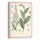 Vintage Botanical Art Print - Veratrum Album White Hellebore Illustration