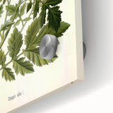 Botanical Art Prints - Vintage Sinapis Alba Illustration Art