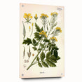 Botanical Art Prints - Vintage Sinapis Alba Illustration Art