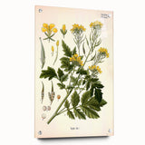 Botanical Art Prints - Vintage Sinapis Alba Illustration Art