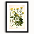 Botanical Art Prints - Vintage Sinapis Alba Illustration Art