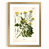 Botanical Art Prints - Vintage Sinapis Alba Illustration Art