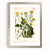 Botanical Art Prints - Vintage Sinapis Alba Illustration Art