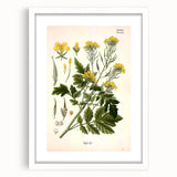 Botanical Art Prints - Vintage Sinapis Alba Illustration Art