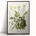 Botanical Art Prints - Vintage Sinapis Alba Illustration Art